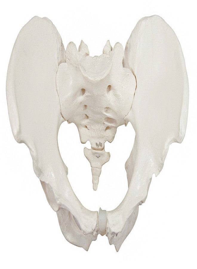 Axis Scientific Skeletal Model of The Male Pelvis | Cast from a Real Human Pelvis Skeleton | Life Size Model Shows Important Anatomy of The Pelvic Region | Includes Product Manual | Made by Axis Scientific - Image 2